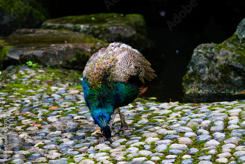 Closeup of a beautiful peacock bent to the ground in Dierenpark Amersfoort, The Netherlands photo