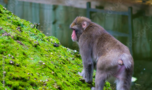 Fotografie Japanese macaque (Macaca fuscata) in the Amesftoort Dierenpark in the Netherland