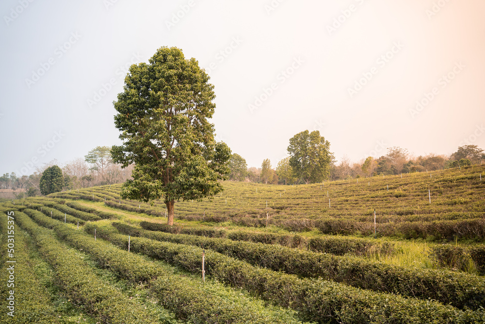 tea plantation background, tea plantation in morning light.