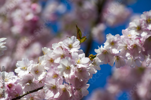 Beautiful cherry blossoms in park. Close-up of sakura tree full in blooming pink flowers in spring in a picturesque garden. Branches of the tree over sunny blue sky. Floral pattern texture, wallpaper