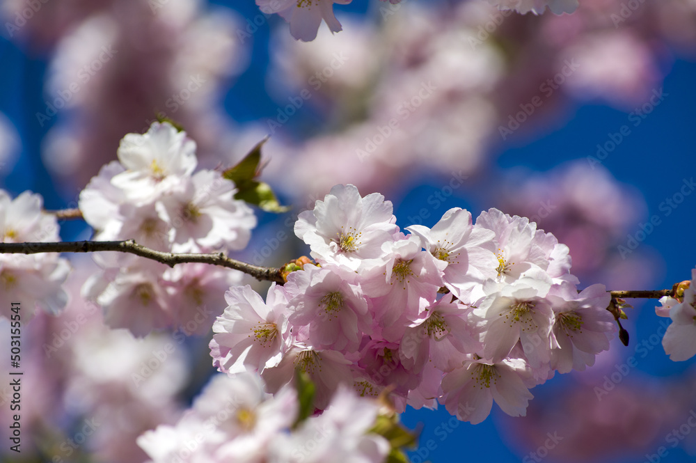 Beautiful cherry blossoms in park. Close-up of sakura tree full in blooming pink flowers in spring in a picturesque garden. Branches of the tree over sunny blue sky. Floral pattern texture, wallpaper Beautiful cherry blossoms in park. Close-up of sakura tree full in blooming pink flowers in spring in a picturesque garden. Branches of the tree over sunny blue sky. Floral pattern texture, wallpaper
