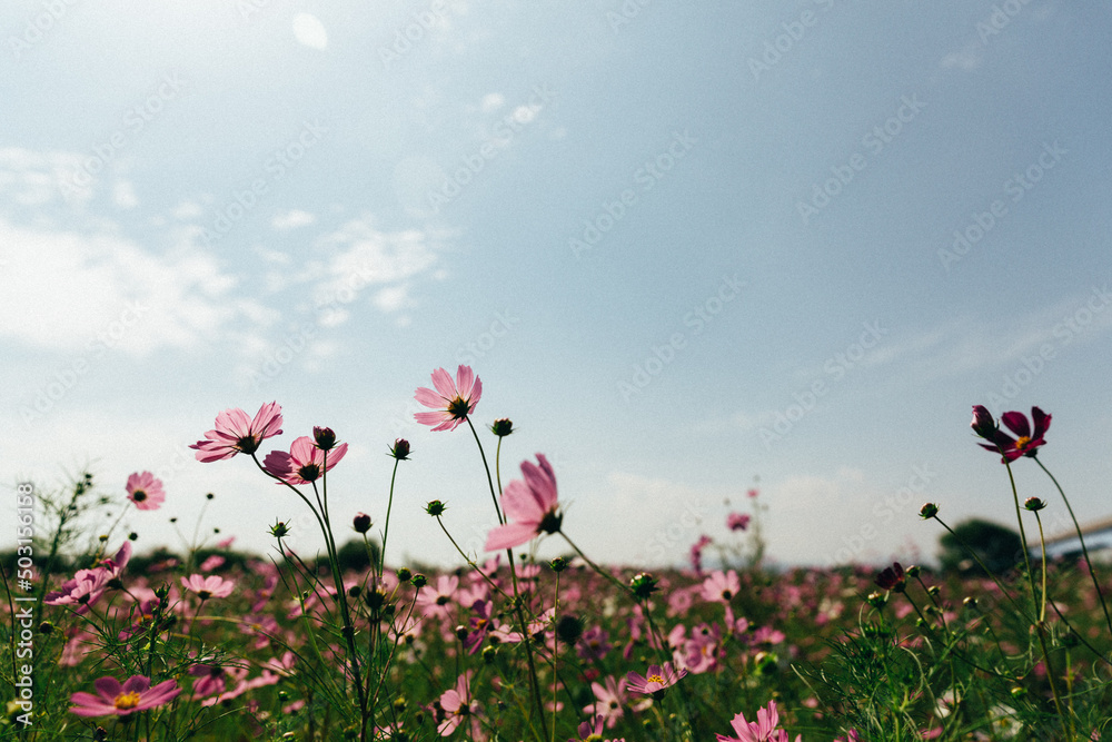 Field with pink wildflowers - obrazy, fototapety, plakaty 