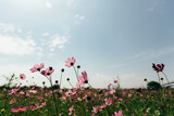 Field with pink wildflowers
