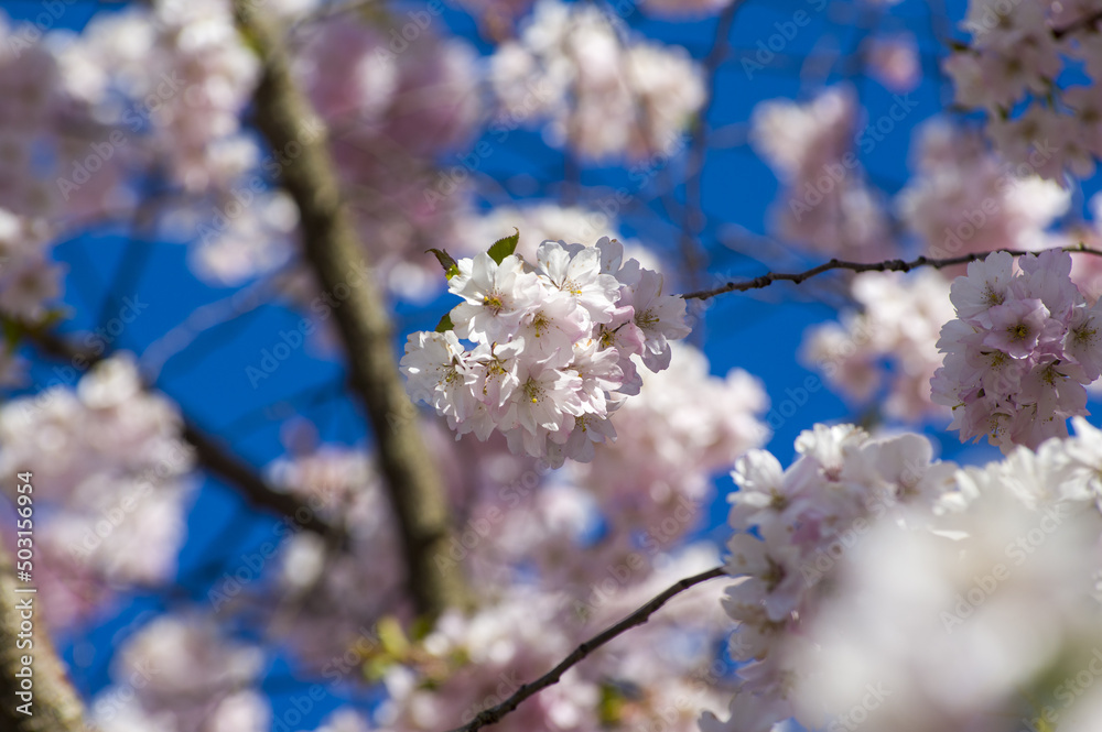 Beautiful cherry blossoms in park. Close-up of sakura tree full in blooming pink flowers in spring in a picturesque garden. Branches of the tree over sunny blue sky. Floral pattern texture, wallpaper Beautiful cherry blossoms in park. Close-up of sakura tree full in blooming pink flowers in spring in a picturesque garden. Branches of the tree over sunny blue sky. Floral pattern texture, wallpaper