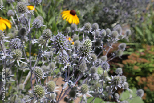 Natural view of feverweed with yellow coneflowers background in the field photo