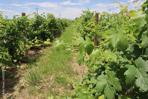 Landscape view down a road and vineyard in wine country of the Yadkin Valley, North Carolina, USA photo