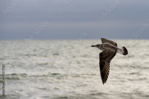 Majestic short-tailed shearwater flying above the sea on a cloudy day photo