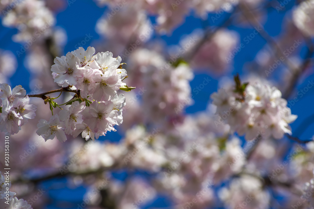 Beautiful cherry blossoms in park. Close-up of sakura tree full in blooming pink flowers in spring in a picturesque garden. Branches of the tree over sunny blue sky. Floral pattern texture, wallpaper Beautiful cherry blossoms in park. Close-up of sakura tree full in blooming pink flowers in spring in a picturesque garden. Branches of the tree over sunny blue sky. Floral pattern texture, wallpaper