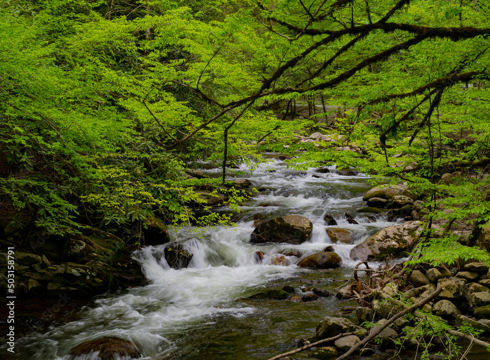 Cascadews in the Middle prong of the Little Pigeon River in Great Smoky Mountains, TN, USA in early springtime Cascadews in the Middle prong of the Little Pigeon River in Great Smoky Mountains, TN, USA in early springtime