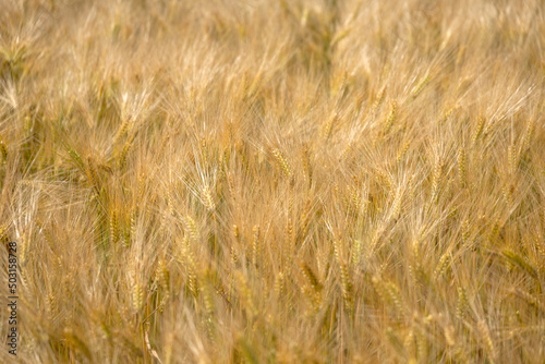 Getreide, Ernte, Ähren © JB