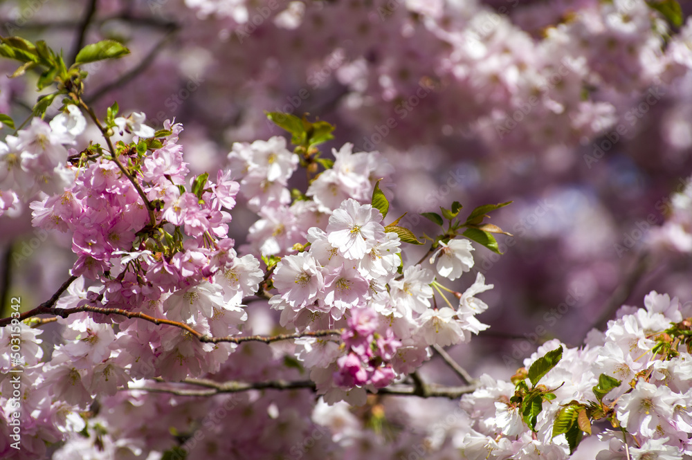 Beautiful cherry blossoms in park. Close-up of sakura tree full in blooming pink flowers in spring in a picturesque garden. Branches of the tree over sunny blue sky. Floral pattern texture, wallpaper Beautiful cherry blossoms in park. Close-up of sakura tree full in blooming pink flowers in spring in a picturesque garden. Branches of the tree over sunny blue sky. Floral pattern texture, wallpaper