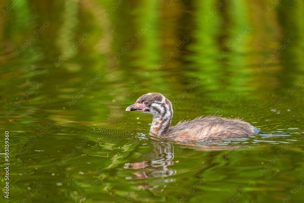 A young Pied-billed grebe