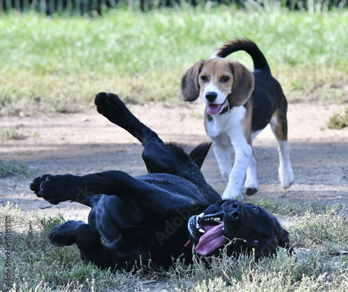 Different breed dogs playing with each other in the park photo