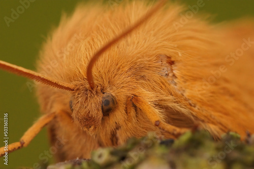 Detailed frontal closeup of the Oak eggar moth, Lasiocampa querc photo