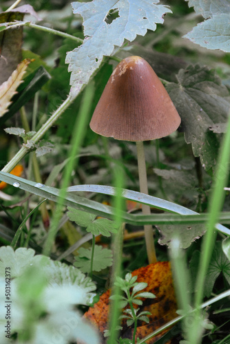 Vertical closeup of the Panaeolus foenisecii, mower's mushroom, haymaker or brown hay mushroom. photo