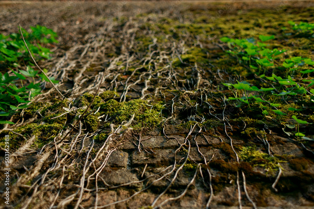 Fototapeta premium A vine growing on a stone wall. Old brick wall in vintage rusty-rough style for backgrounds and wallpapers. Italian fortress.