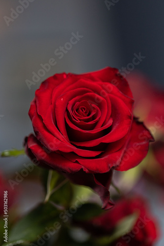 single red rose