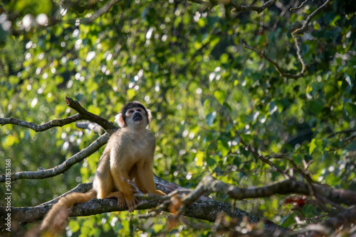 Closeup of a squirrel monkey on a tree branch at a forest photo