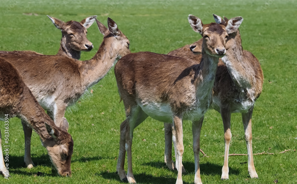 Group of Wild cute fallow deers on a meadow Group of Wild cute fallow deers on a meadow