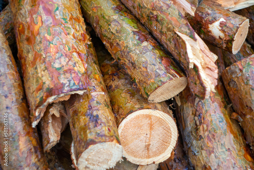 freshly cut pine logs