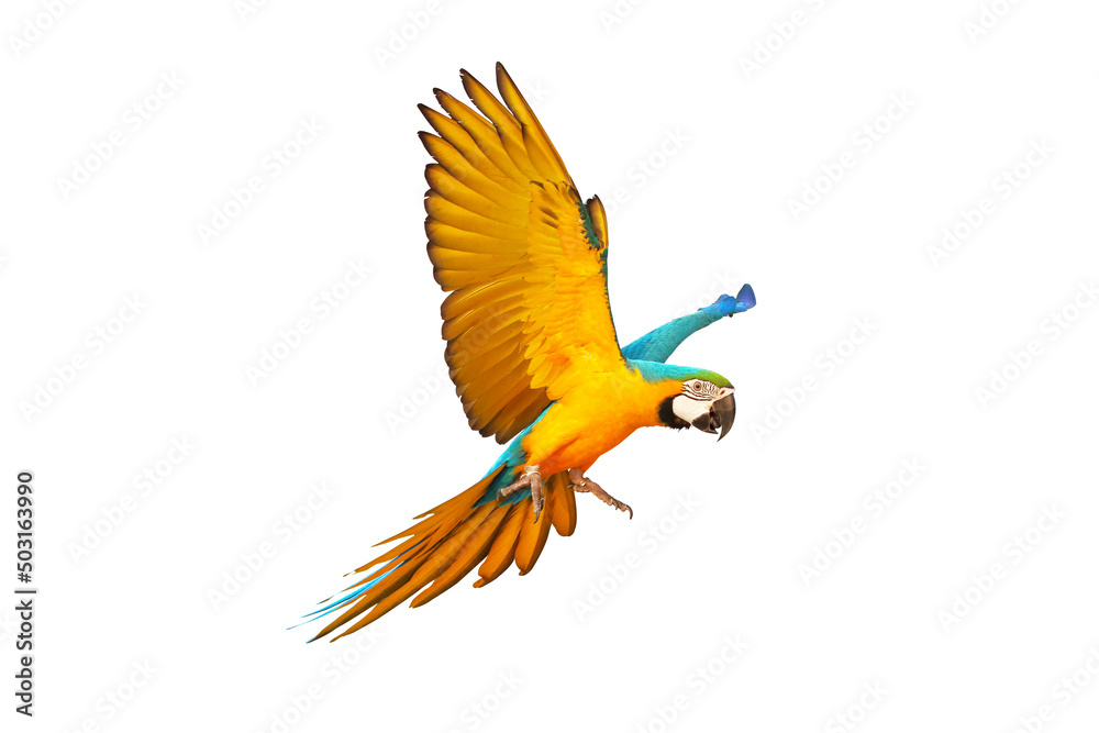 Colorful macaw parrot flying isolated on white.