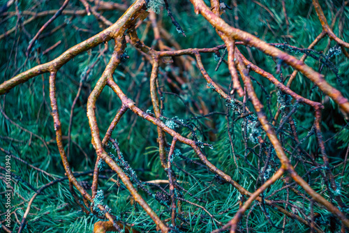 pine branches with needles