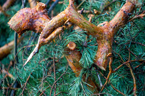 unusual pine branches