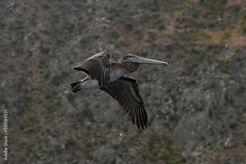 California brown pelican flying profile. © Joseph