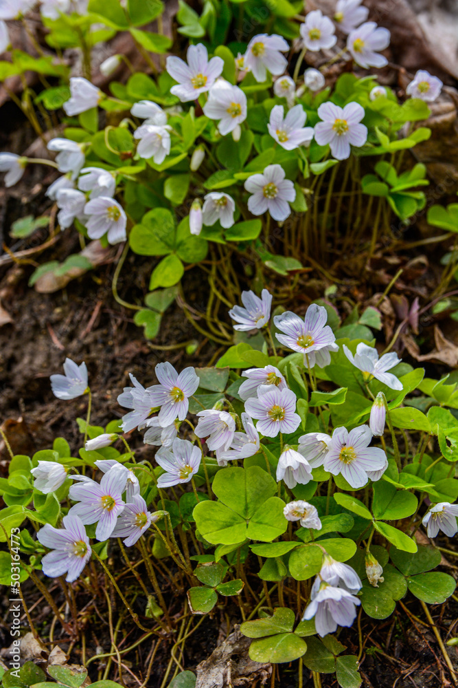 Oxalis acetosella wood sorrel in bloom, white flowering plant in forest . Oxalis acetosella wood sorrel in bloom, white flowering plant in forest .
