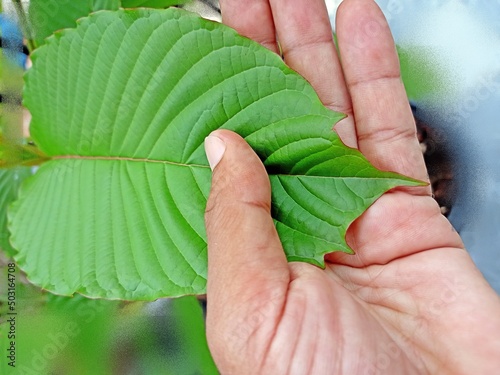 Mitragyna speciosa or Kratom, Red Vein Kratom serrated leaf margin or crayfish tail