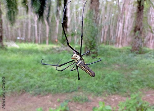 Giant Golden Orbweaver Spider in the forest