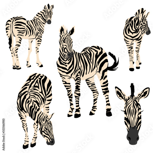 Zebra Jungle Animals Vector Illustrations 