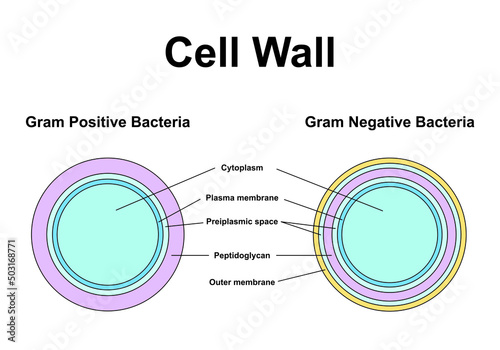 Scientific Designing of Structural Differences Between Gram Positive And Gram Negative Bacteria. Vector Illustration. photo