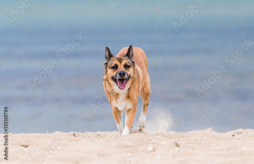 dog laughing at the sea © Happy monkey