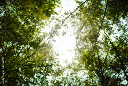 vista desde abajo hacia el cielo entre los arboles con luz del sol entre las hojas