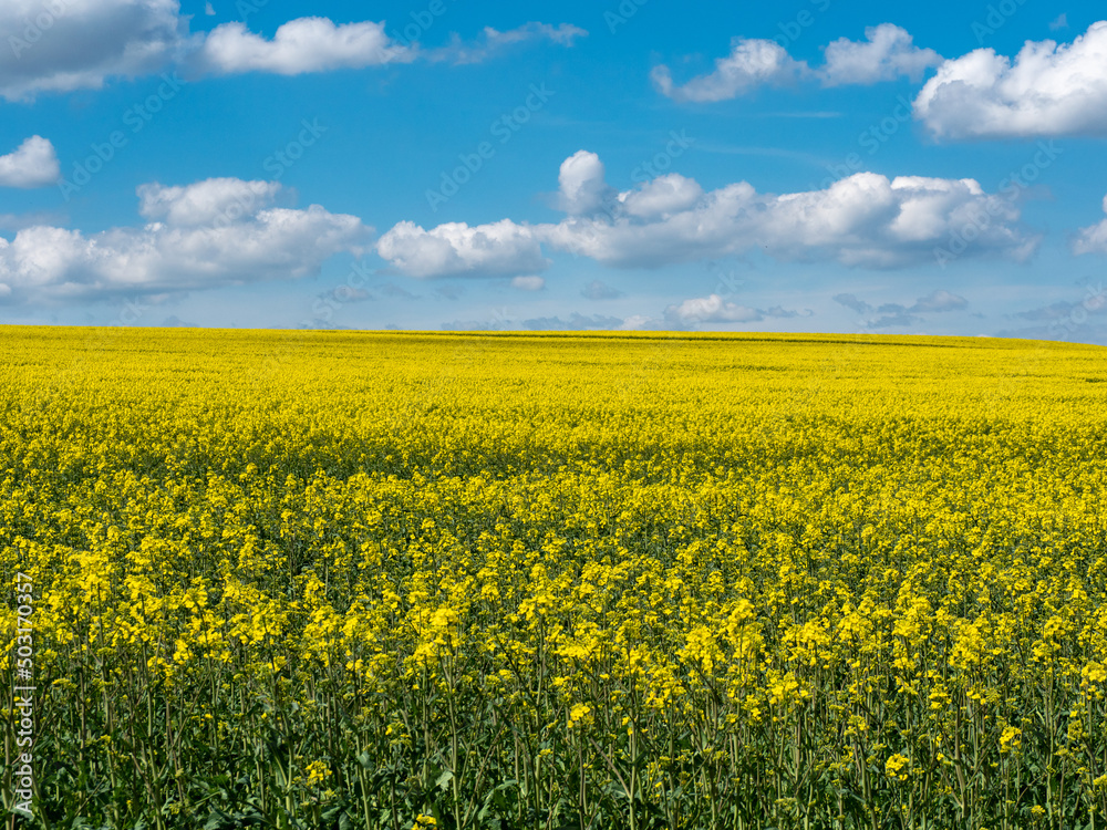 Blauer Himmel mit Rapsfeld im Frühling