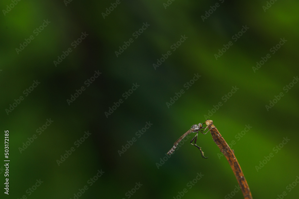 Close-up of robber flies (Asilidae) or killer flies waiting to ambush their prey, on a blurry and plain background can be used to create text Close-up of robber flies (Asilidae) or killer flies waiting to ambush their prey, on a blurry and plain background can be used to create text
