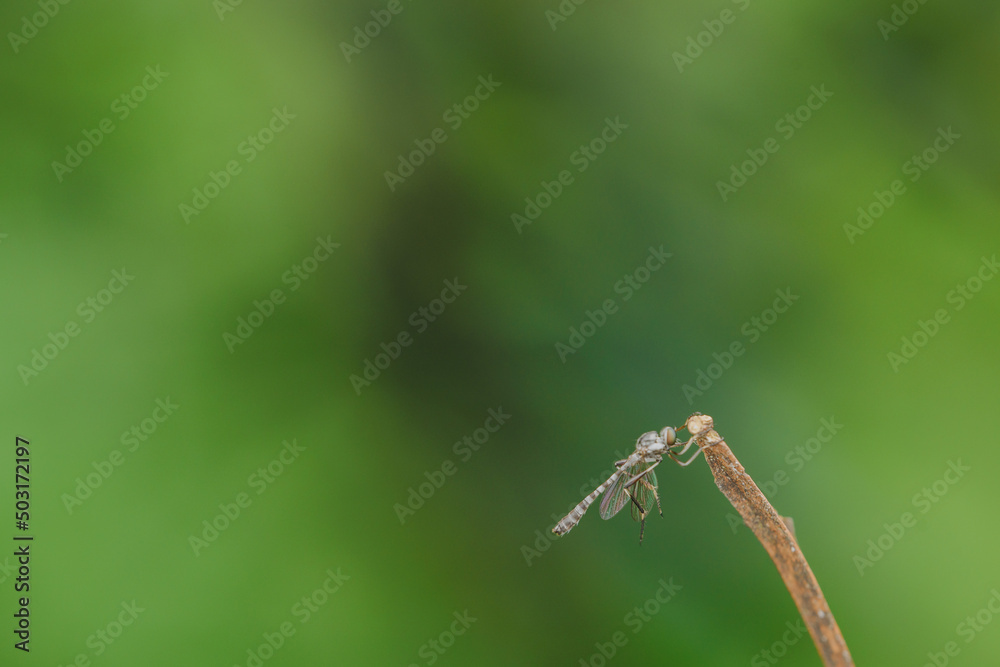 Close-up of robber flies (Asilidae) or killer flies waiting to ambush their prey, on a blurry and plain background can be used to create text Close-up of robber flies (Asilidae) or killer flies waiting to ambush their prey, on a blurry and plain background can be used to create text
