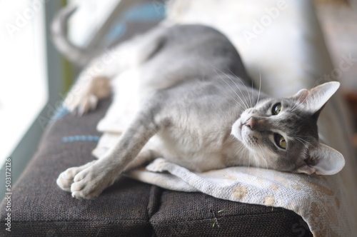 Fotografia Oriental shorthair cat sits on the window