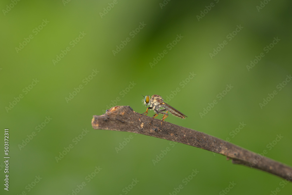 Close-up of robber flies (Asilidae) or killer flies waiting to ambush their prey, on a blurry and plain background can be used to create text Close-up of robber flies (Asilidae) or killer flies waiting to ambush their prey, on a blurry and plain background can be used to create text