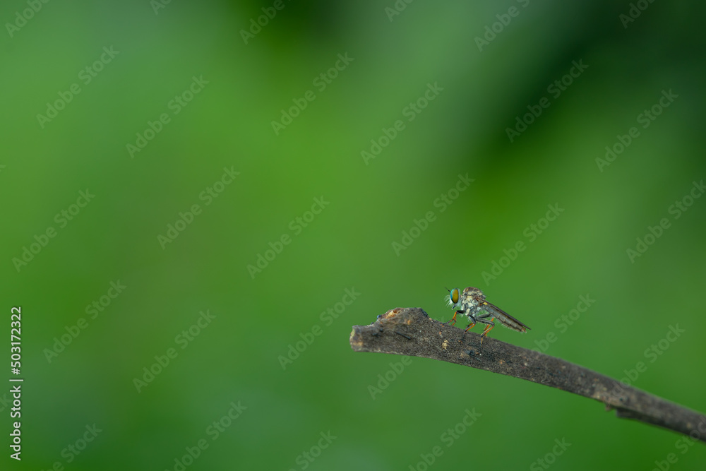 Close-up of robber flies (Asilidae) or killer flies waiting to ambush their prey, on a blurry and plain background can be used to create text Close-up of robber flies (Asilidae) or killer flies waiting to ambush their prey, on a blurry and plain background can be used to create text