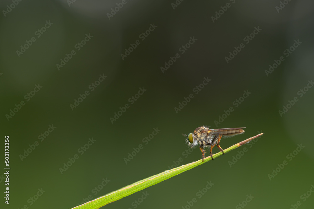 Close-up of robber flies (Asilidae) or killer flies waiting to ambush their prey, on a blurry and plain background can be used to create text Close-up of robber flies (Asilidae) or killer flies waiting to ambush their prey, on a blurry and plain background can be used to create text