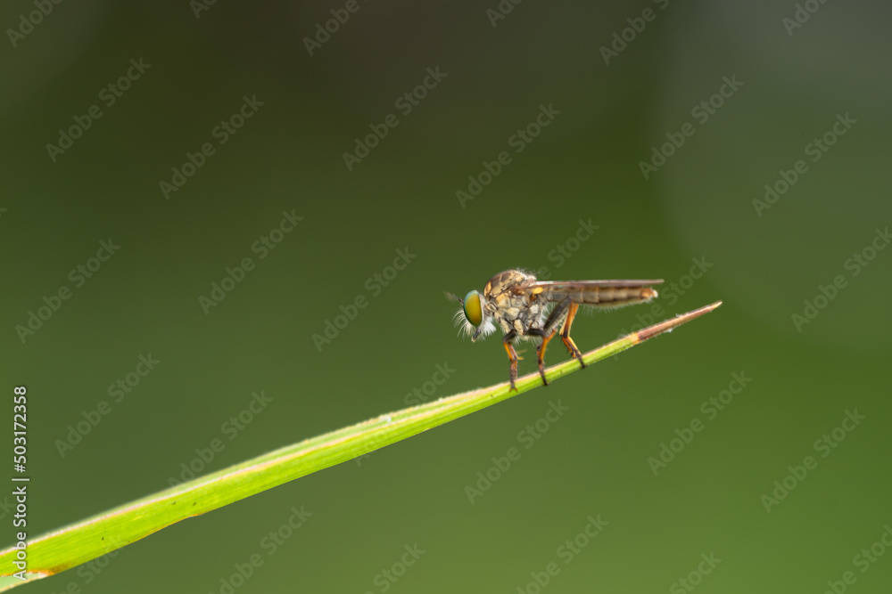 Close-up of robber flies (Asilidae) or killer flies waiting to ambush their prey, on a blurry and plain background can be used to create text Close-up of robber flies (Asilidae) or killer flies waiting to ambush their prey, on a blurry and plain background can be used to create text
