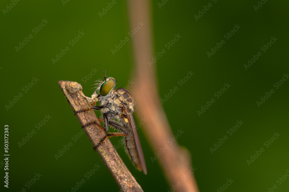 Close-up of robber flies (Asilidae) or killer flies waiting to ambush their prey, on a blurry and plain background can be used to create text
