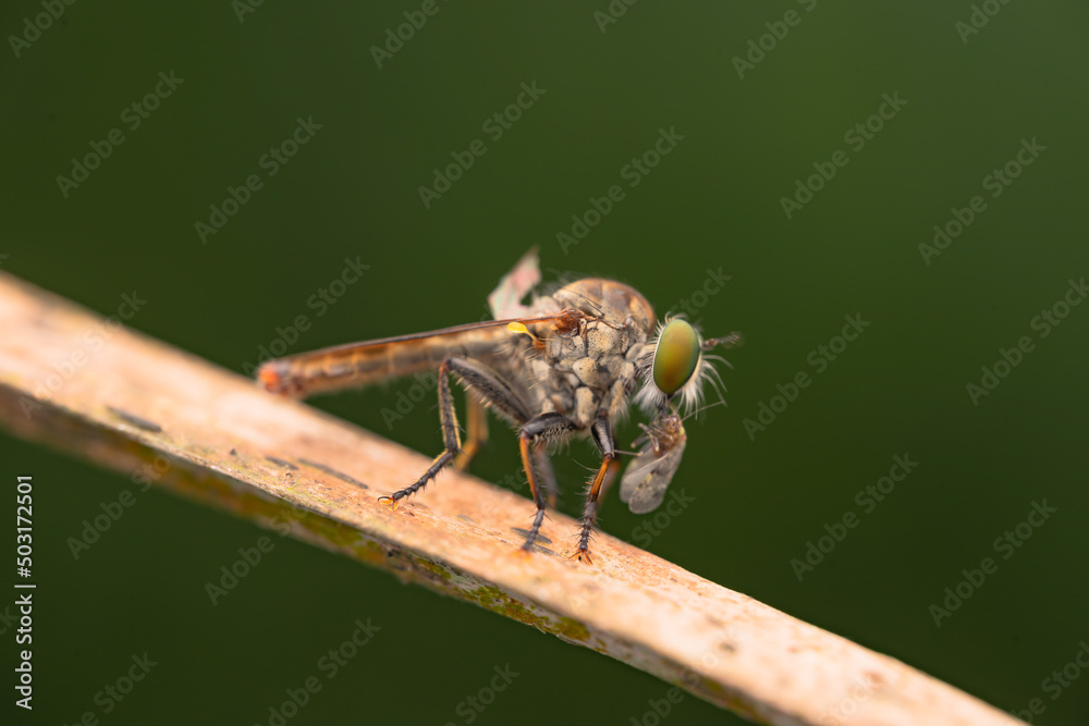Close-up of robber flies (Asilidae) or killer flies waiting to ambush their prey, on a blurry and plain background can be used to create text Close-up of robber flies (Asilidae) or killer flies waiting to ambush their prey, on a blurry and plain background can be used to create text