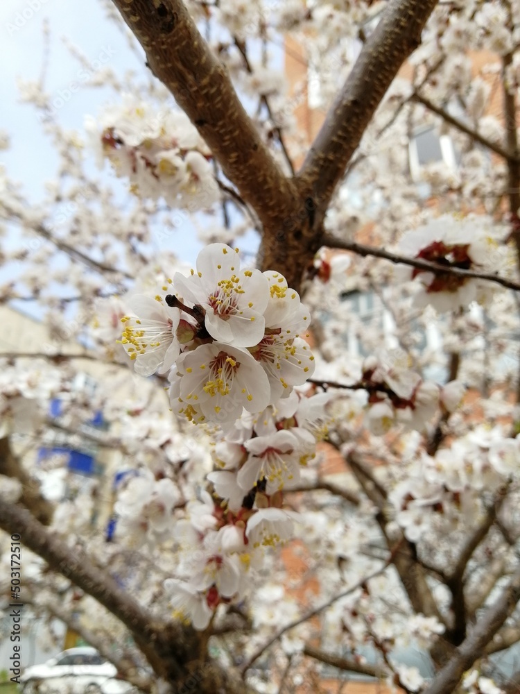 blooming tree blooming tree