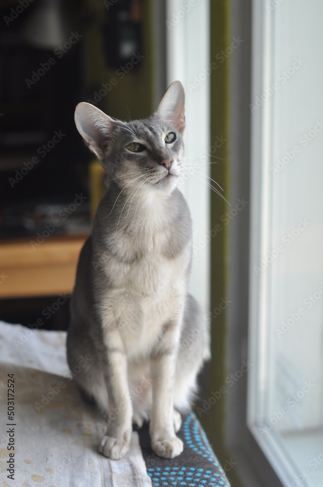 Oriental shorthair cat sits on the window Oriental shorthair cat sits on the window