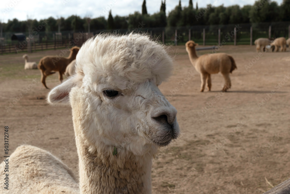 Portrait of a White Alpaca