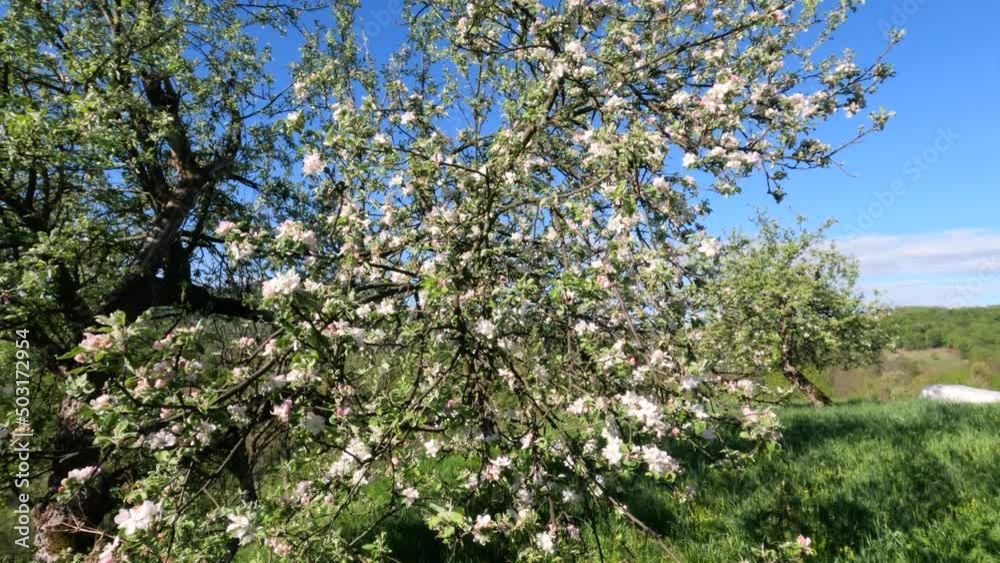 Apple tree blossom at orchard on sunny spring day. Countryside nature landscape. Blue sky with clouds in background. Calm breeze moves the branches. Closeup view. 4K video footage. Apple tree blossom at orchard on sunny spring day. Countryside nature landscape. Blue sky with clouds in background. Calm breeze moves the branches. Closeup view. 4K video footage.