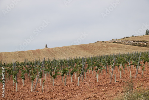 vignoble , Espagne terre rouge , champs de blé
